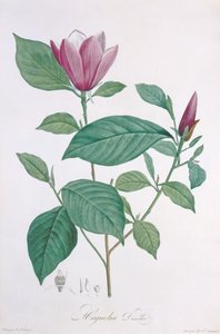 Magnolia discolor, vyryto Legrandem od Pierre Joseph Redouté